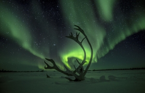 Light Antlers Aurora