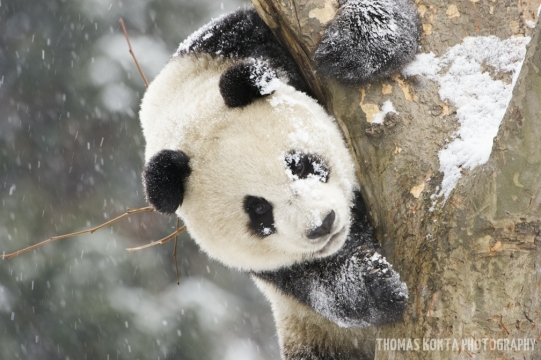 Panda in tree looking down, snow on it's face and on tree.