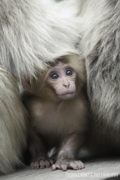 Baby Japanese macaque peeking out from its mother's fur.