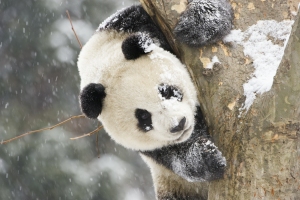 Panda in tree looking down, snow on it's face and on tree.