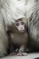 Baby Japanese macaque peeking out from its mother's fur.