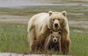 ThomasKokta_Grizzlybear_wildlife-1