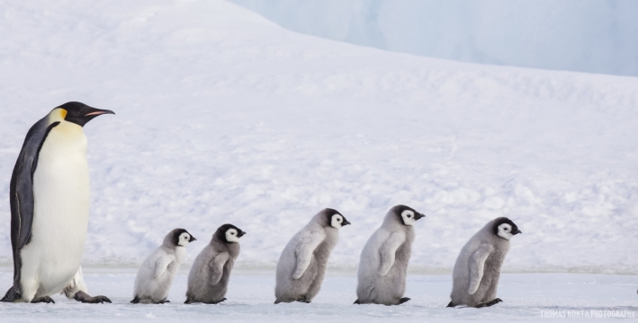 Empeor penguins
