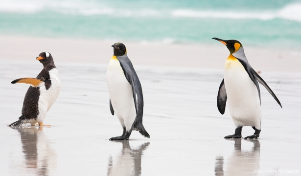Gentoo-King-Penguins-ThomasKoktaJPEG