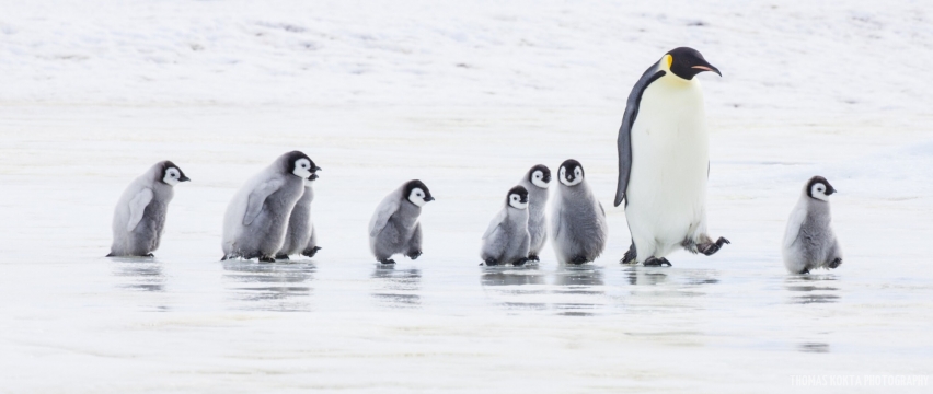 O-LN_Thomas-Kokta_Emperor-Penguins-scaled