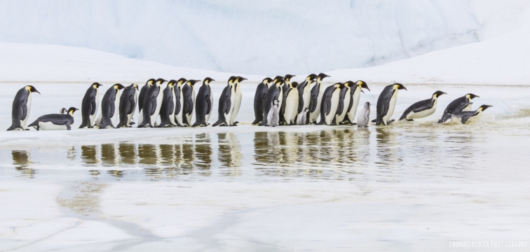 O-LN_Thomas-Kokta_Emperor-Penguins2-scaled