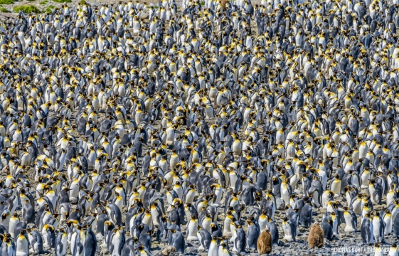 Penguin-Group