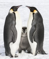 Emperor penguin chick standing between two adults.