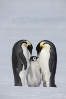 Emperor penguin chick standing between its parents.