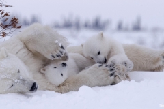 Polar Bears