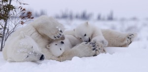 Polar Family Playtime