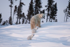 Mother polar bear (Ursus maritimus) and her cubs, Churchill, Manitoba, Canada.