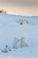 Polar Family