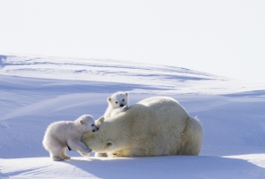 PolarBearPlay