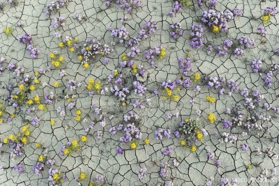 Brittle Phacelia (Phacelia demissa) growing through the cracked, dry dirt, Utah, United States.
